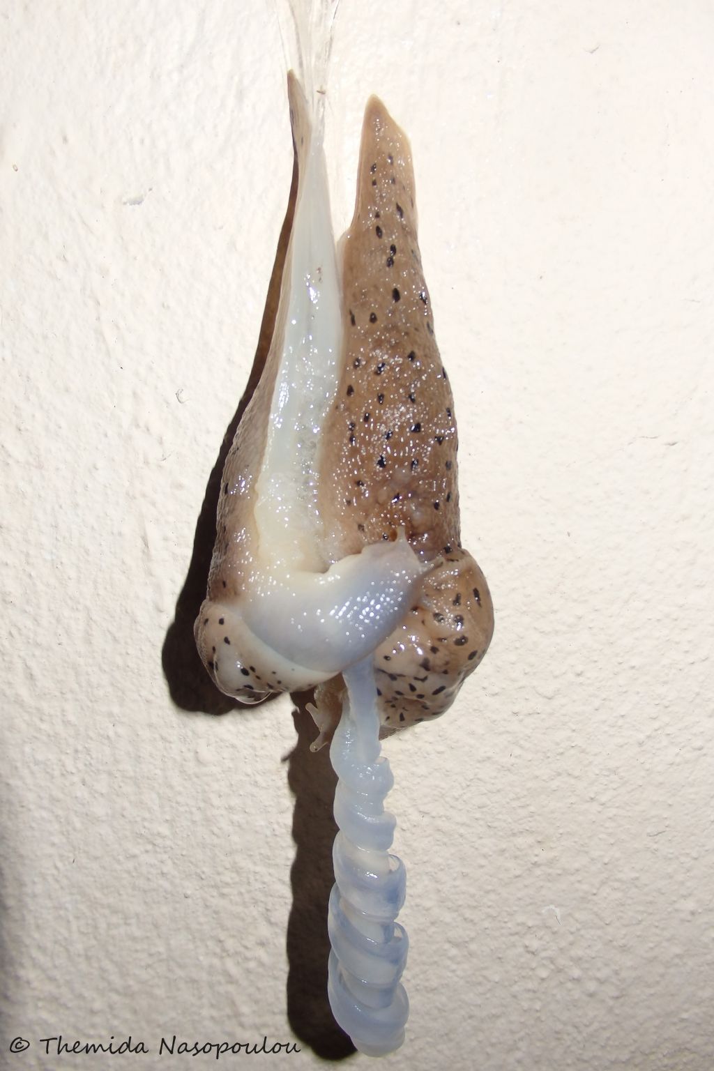 Limax della Grecia - mating (accoppiamento)